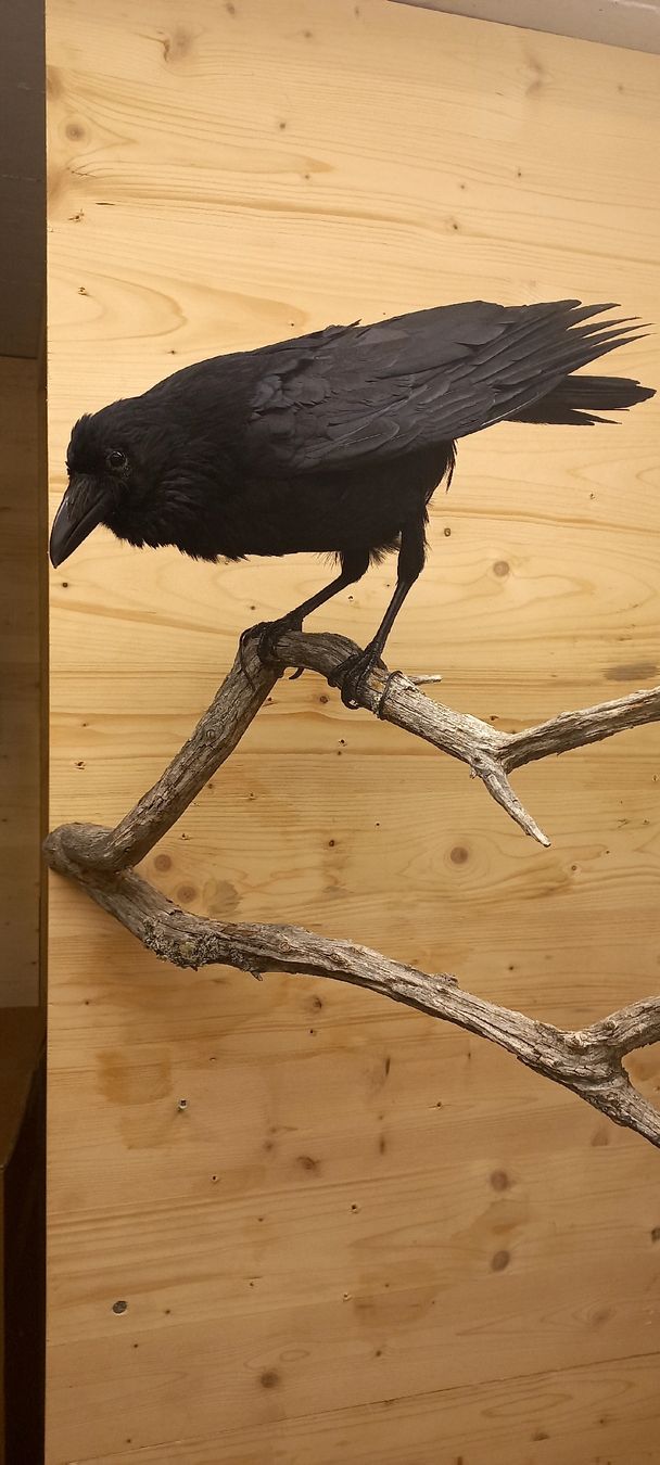 Welt der Tiere: Krähe – Gebraucht aus Mollis von Resel1985