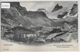 Oeschinenalp - Kuhherde