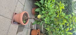 POMELO