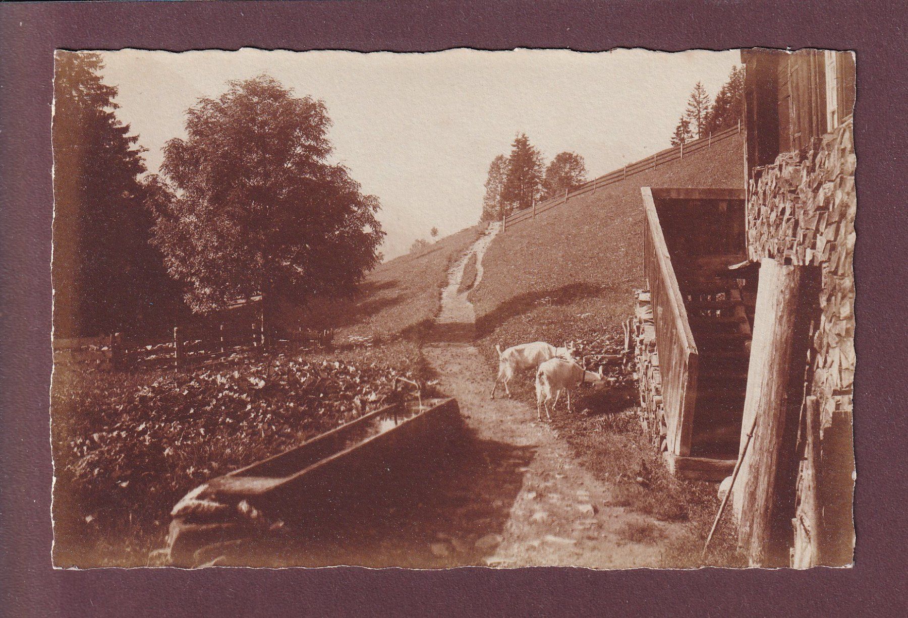 Cartoline postali: Bei ADELBODEN - Wildstrubel - Ziege - E. Gyger – Usato da Pully venduto da nicecards