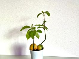 Two Avocado trees in one pot (siblings or couple)