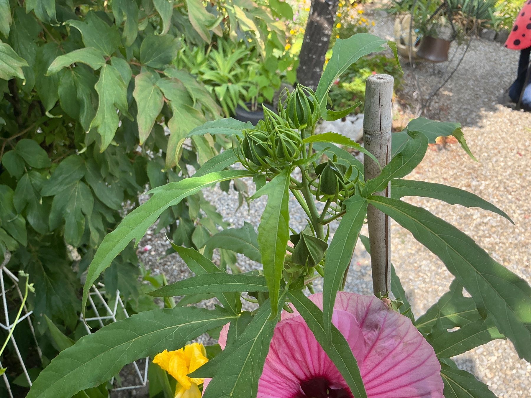 Plantes & graines: Hibiskus moscheutos winterhart – Neuf avec emballage d'origine à seon par Agnom 1
