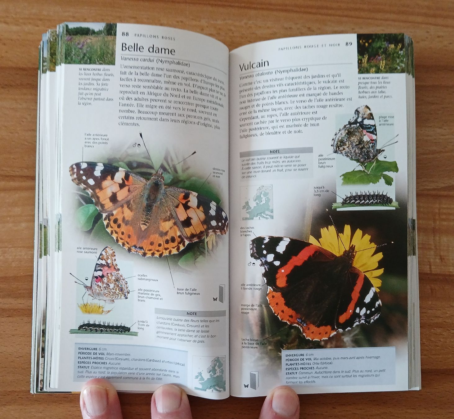 Libri: Papillons, Nature en poche – Usato da Le Sentier venduto da arc_2thy 9