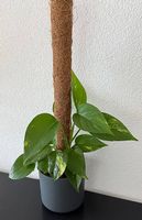 Efeutute am Rankstab, anthrazit Topf, 55cm