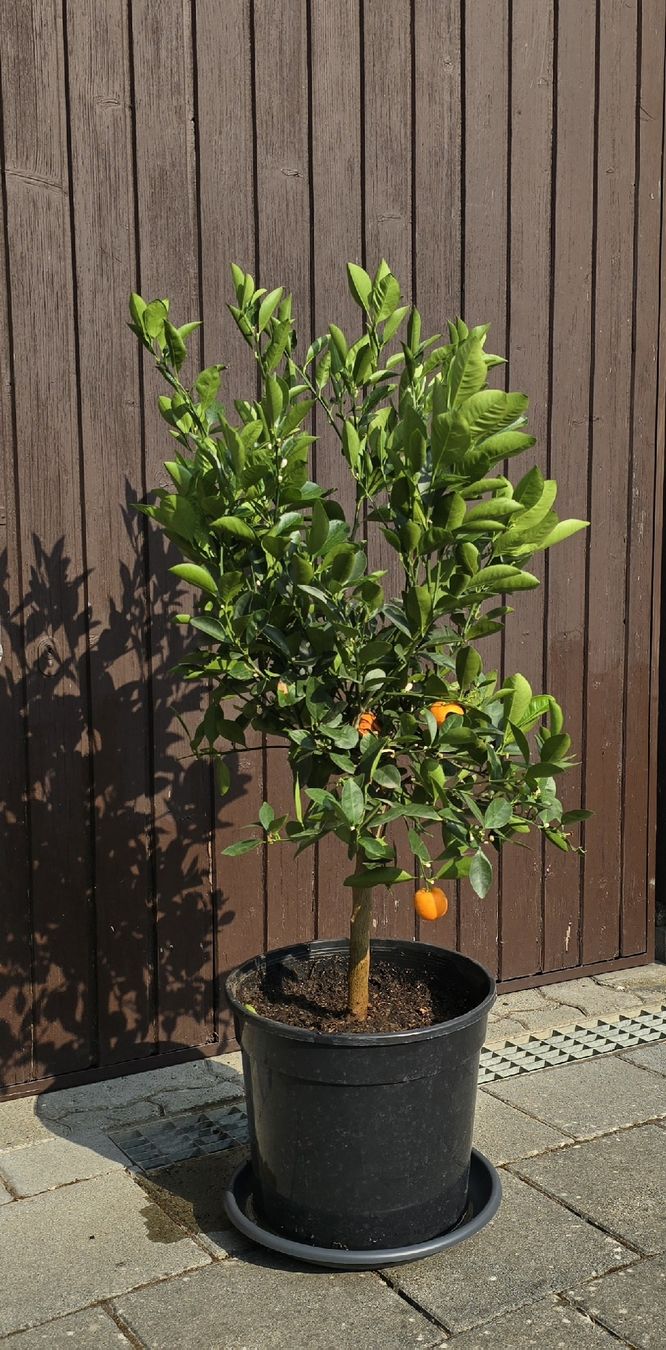 Pflanzen & Samen: Calamondin Pflanze  – Neu (gemäss Beschreibung) aus Aarburg von popkorn65 1