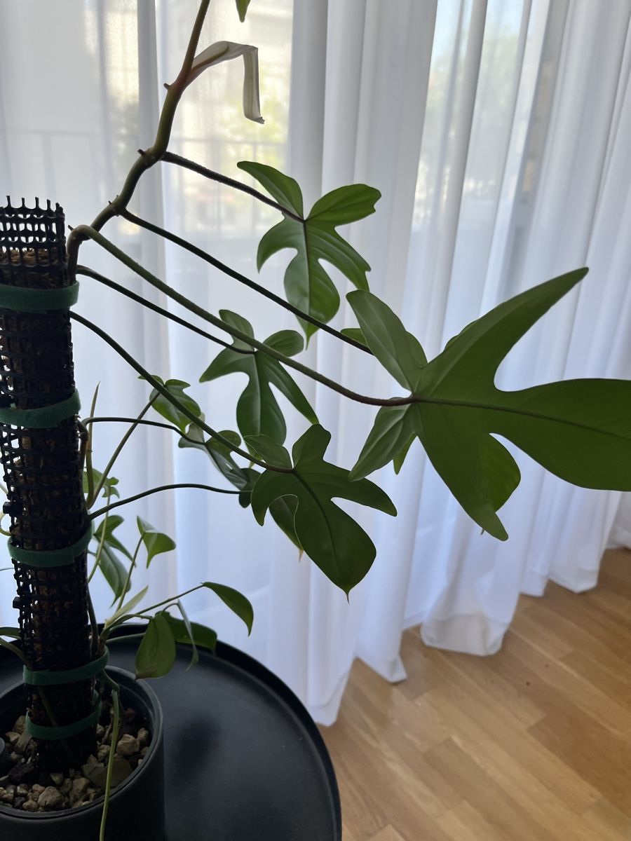 Piante & sementi:  Philodendron Florida Green 🪴 – Usato da Uster venduto da ke114 3