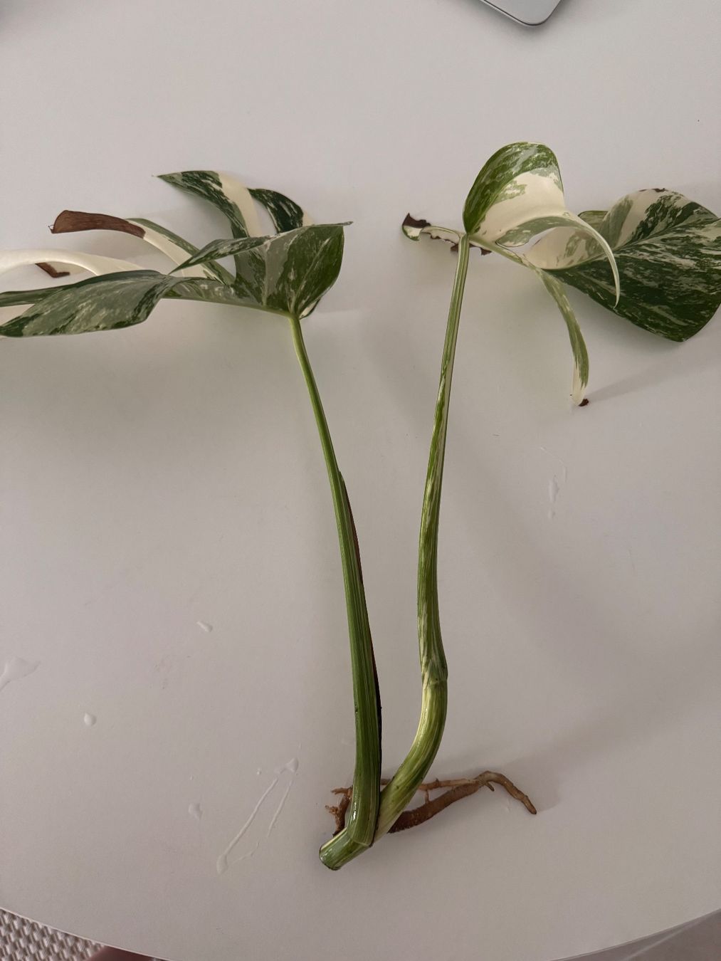 Pflanzen & Samen: Monstera Variegata Steckling – Gebraucht aus Benglen von Maune 1