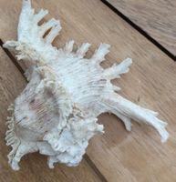 Muschel Weiss Dekoration Sammlerstueck Gehaeuse