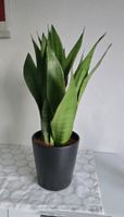 Zimmerpflanze "Sanseveria" mit Topf 🪴