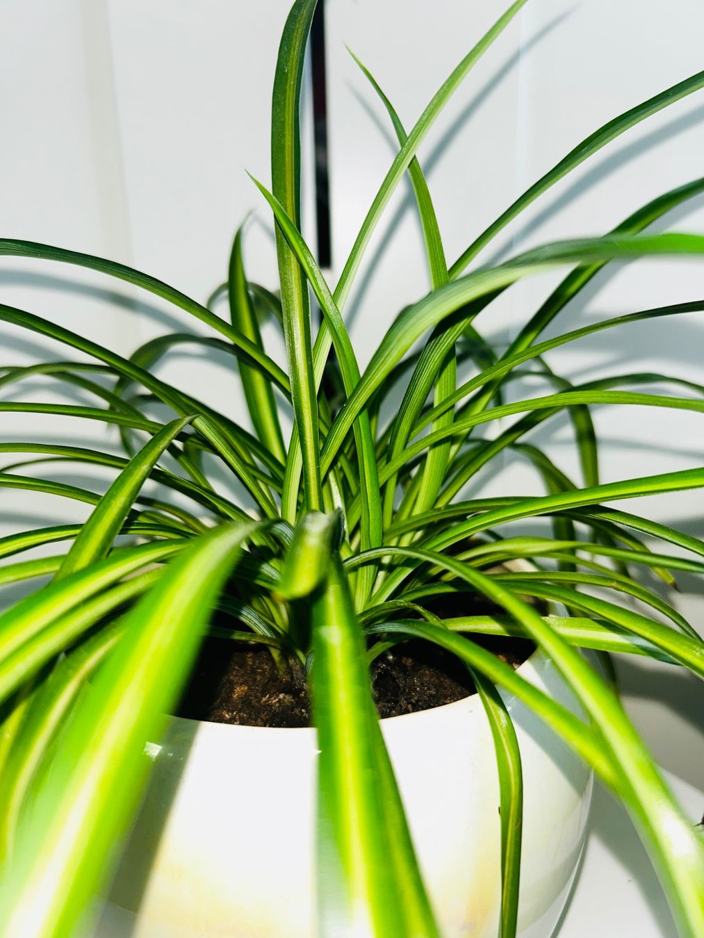 Plantes & graines: Spider plant & ceramic cache pot – D'occasion à Kilchberg ZH par malibubeach 3