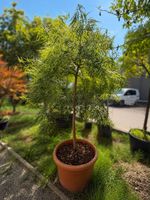 Japanischer grüner Schlitzahorn in schönem Kunstoffgefäss