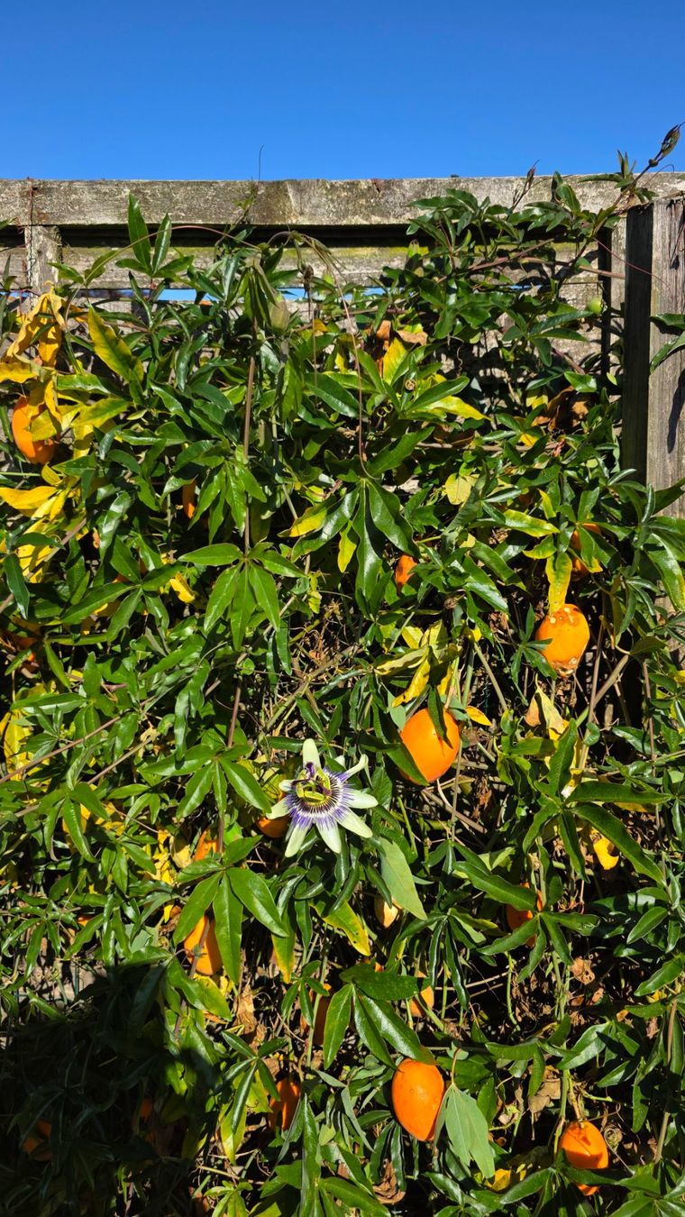 Piante & sementi: 🌺Passiflora/Passionsblume Samen – Nuovo (secondo la descrizione) da Zürich venduto da The_Plant_Wizard 4
