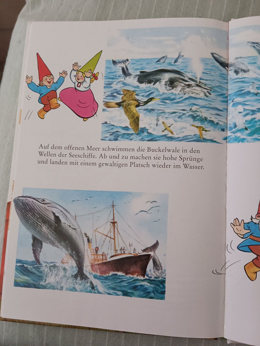Libri: Die Welt von David dem Kabauter / Buch – Usato da Schöfflisdorf venduto da kin_2dp9 1