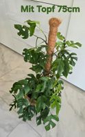 Rhaphidophora Tetrasperma Kletterpflanze mit Kokosstab