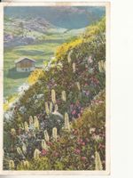 Fextal Campanula 1922