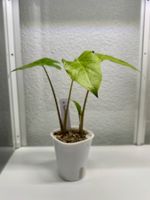 2 x Alocasia Portodora – siblings 🌱🌱