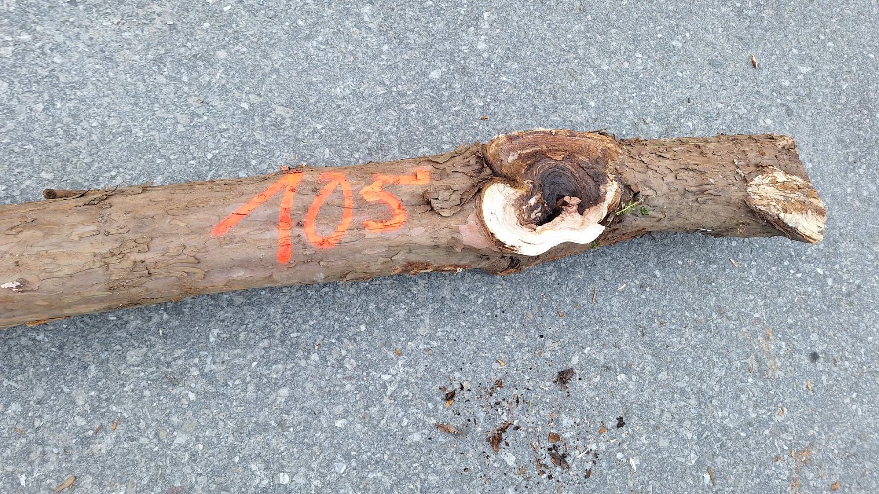Articoli in legno: Eibe  Eibenholz Eibenstamm Holz drechseln Pfeilbogenholz – Nuovo (secondo la descrizione) da Bilten venduto da Claas10 3