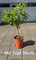 Kumquat mit Fruchtblüten
