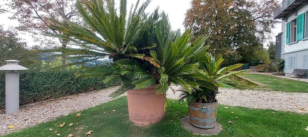 Piante & sementi: Palmfarne – Nuovo e nell'imballaggio originale da Langnau i. E. venduto da tob_px6v 2