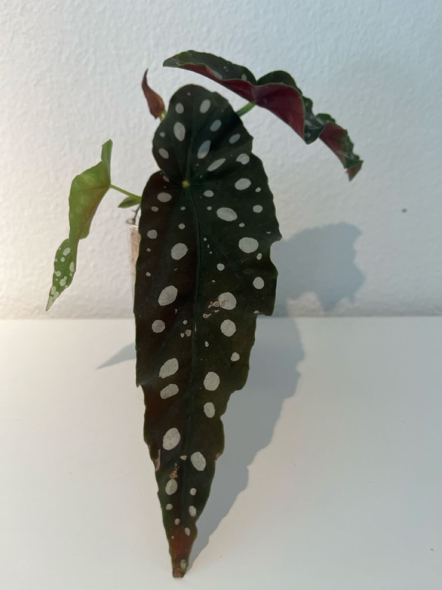 Plantes & graines: Begonia maculata im Glas – D'occasion à geroldswil par Ahornblatt70