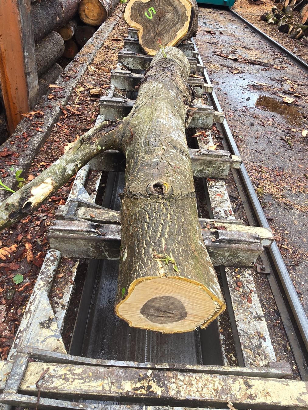 Articoli in legno: Nussbaumstamm Nr.6 – Nuovo (secondo la descrizione) da Ramsei venduto da Waelchris 1