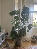 Monstera Deliciosa Zimmerpflanze 1.50m gross