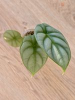 Alocasia Silver Dragon – rooted young plant 🐉