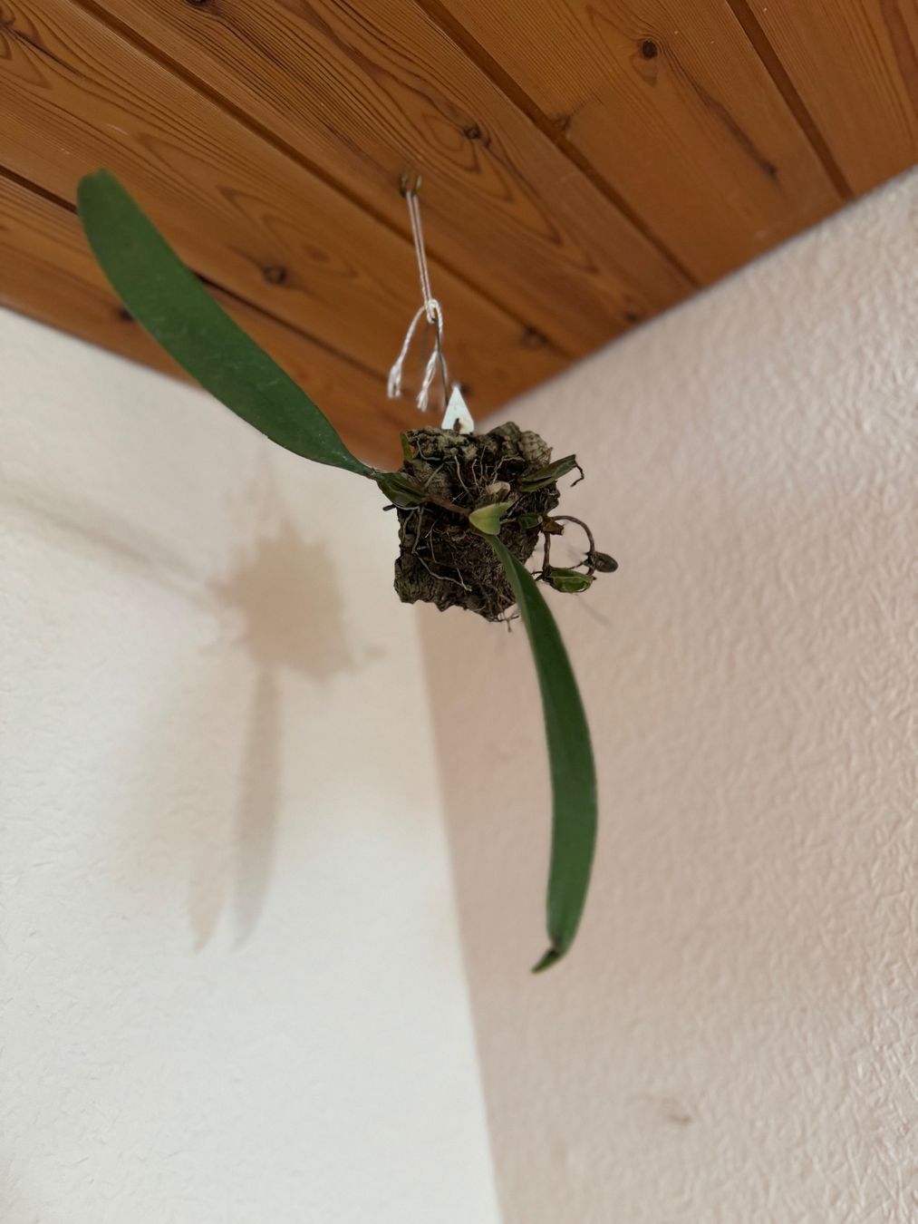 Plantes & graines: Bulbophyllum bicolor – D'occasion à Männedorf par mrclst