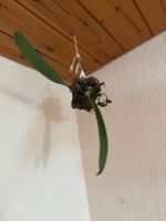 Bulbophyllum bicolor