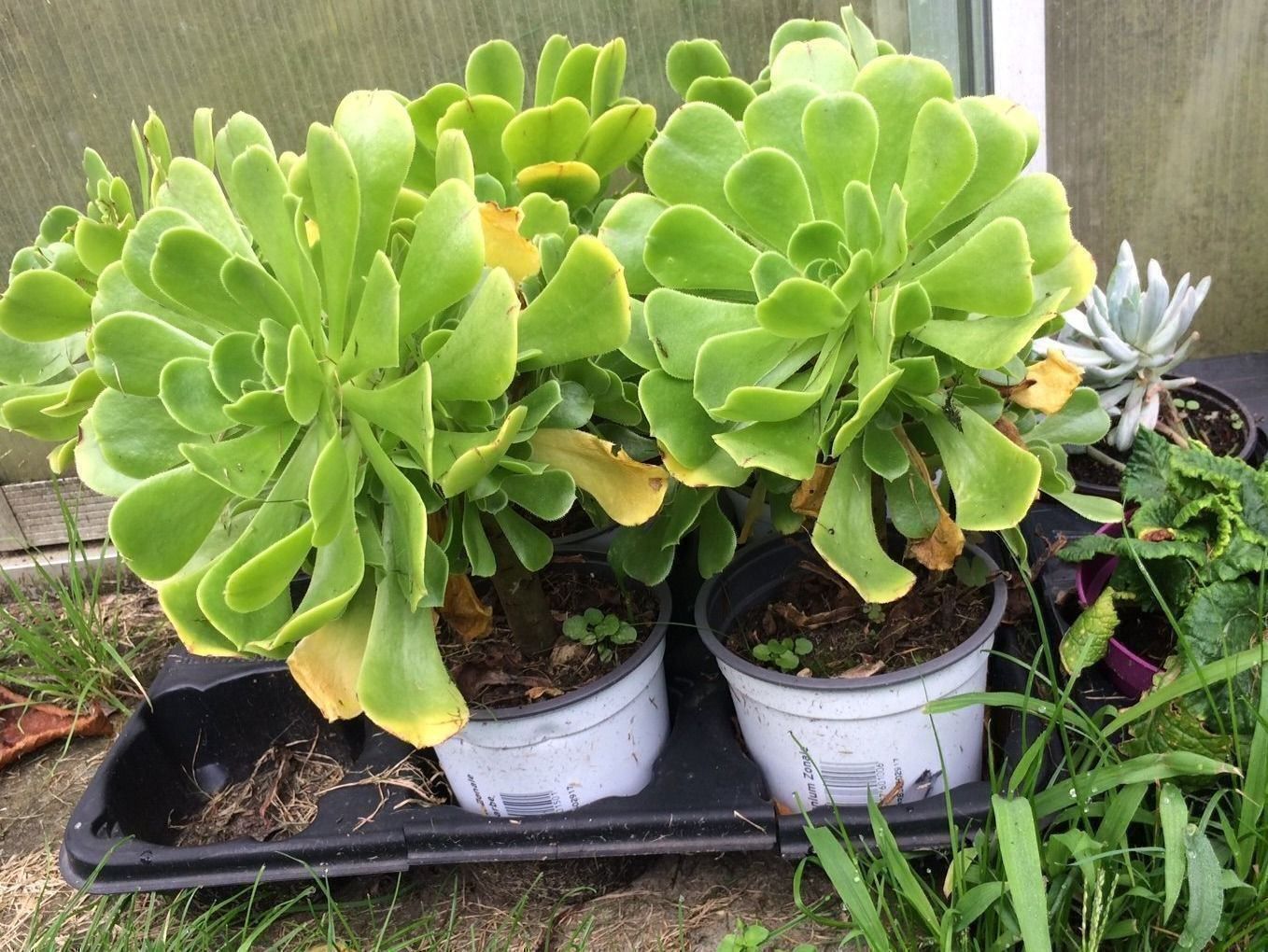 Pflanzen & Samen: Aeonium arboreum – Neu (gemäss Beschreibung) aus Vinelz von Wellensittich55 4
