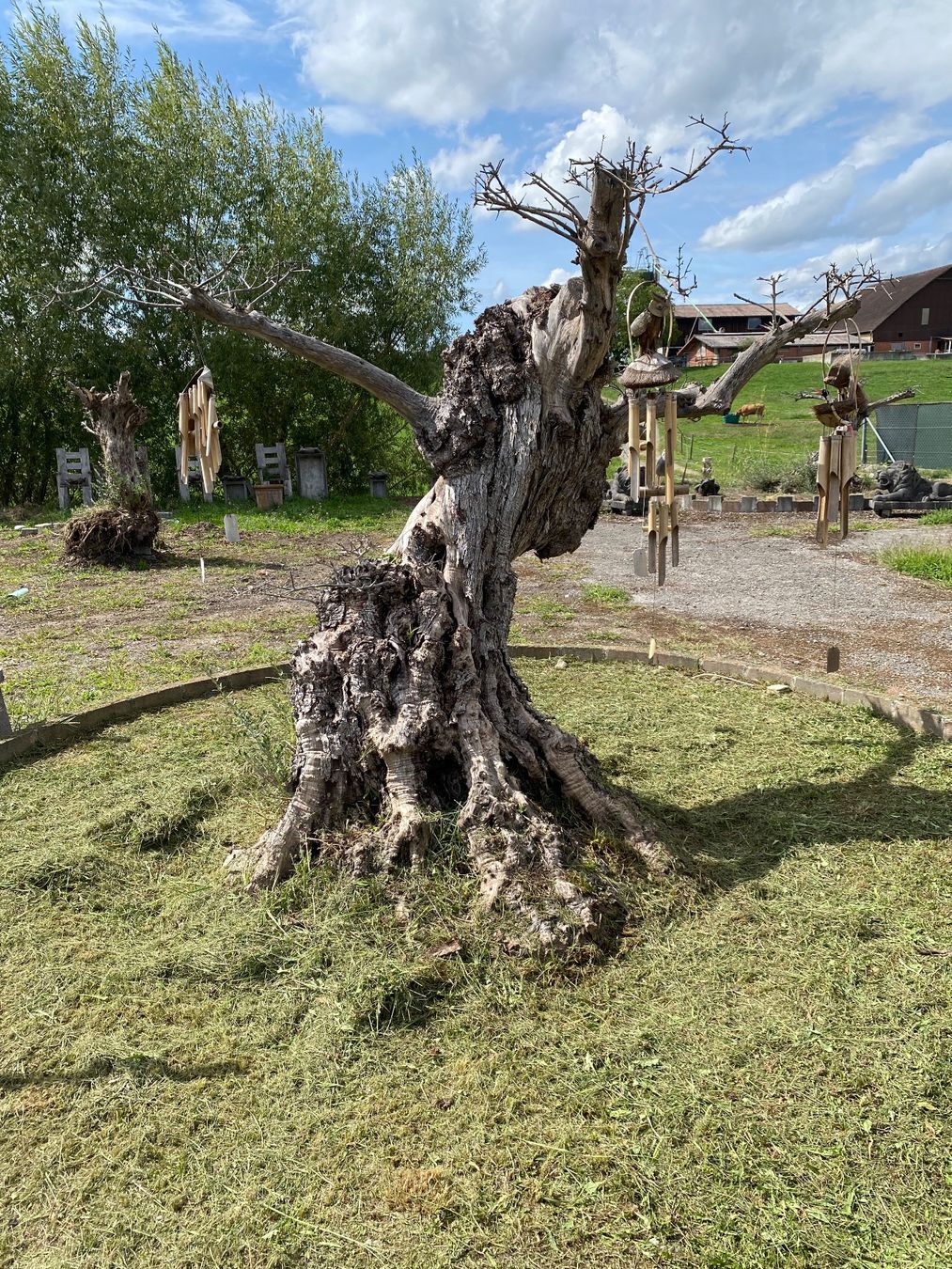 Piante & sementi: Alter Olivenbaum Gartendekoration Oliven Baum Kunstobjekt – Usato da Ballwil venduto da ClassicGallery 4