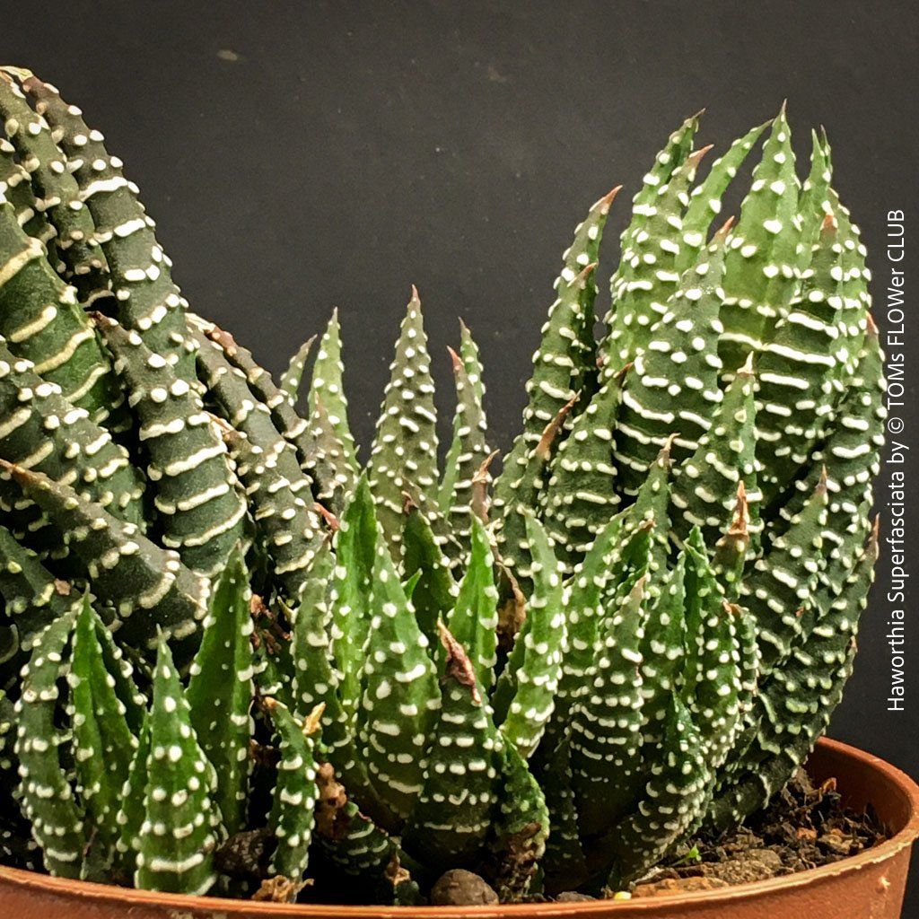 Pflanzen & Samen: Haworthia Superfasciata - super robuste Sukkulente – Neu und originalverpackt aus Adliswil von asTOMas963 3