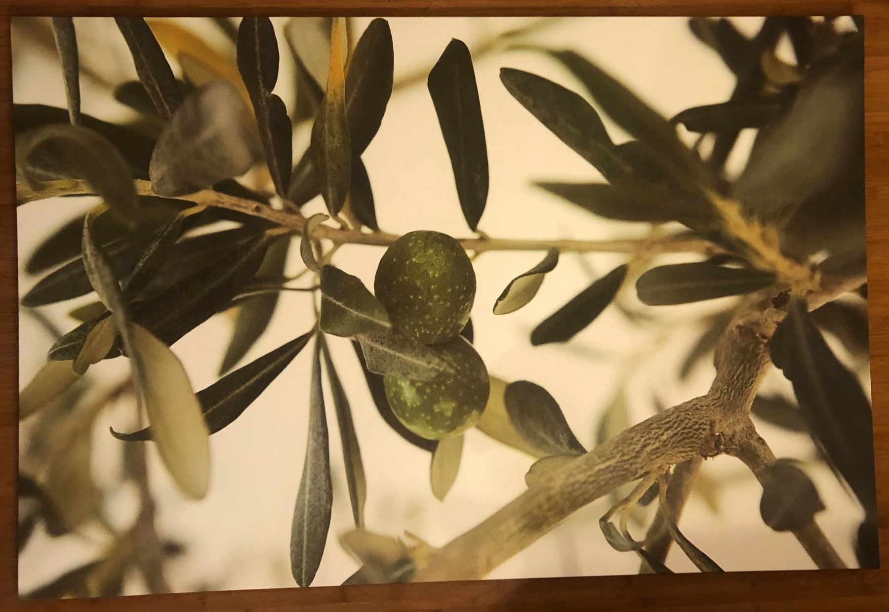Foto & Immagini: Bild mit Olivenzweig 78x118cm – Usato da Münchenstein venduto da Dibu11