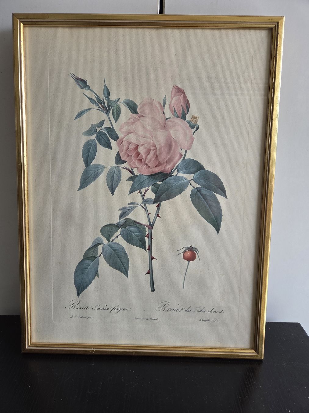 Foto & Immagini: Rosenbild – Usato da Dietwil venduto da mb54