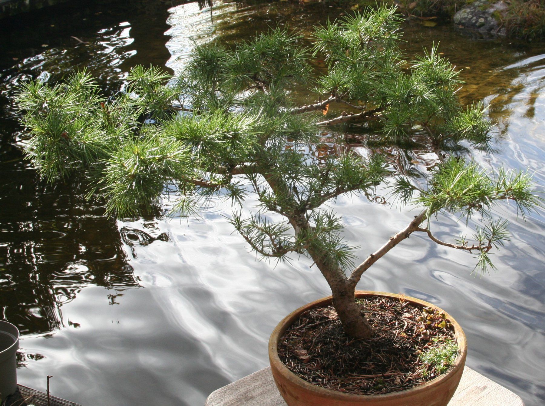 Piante & sementi: BONSAI  -  Himalaya-Zeder – Usato da Gretzenbach venduto da Sikim 4