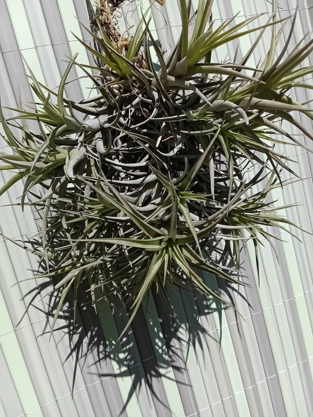 Piante & sementi: Tillandsia bergeri – Nuovo (secondo la descrizione) da Erlach venduto da Tobago25 2