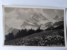 Braunwald, Krokuswiese, Fotokarte