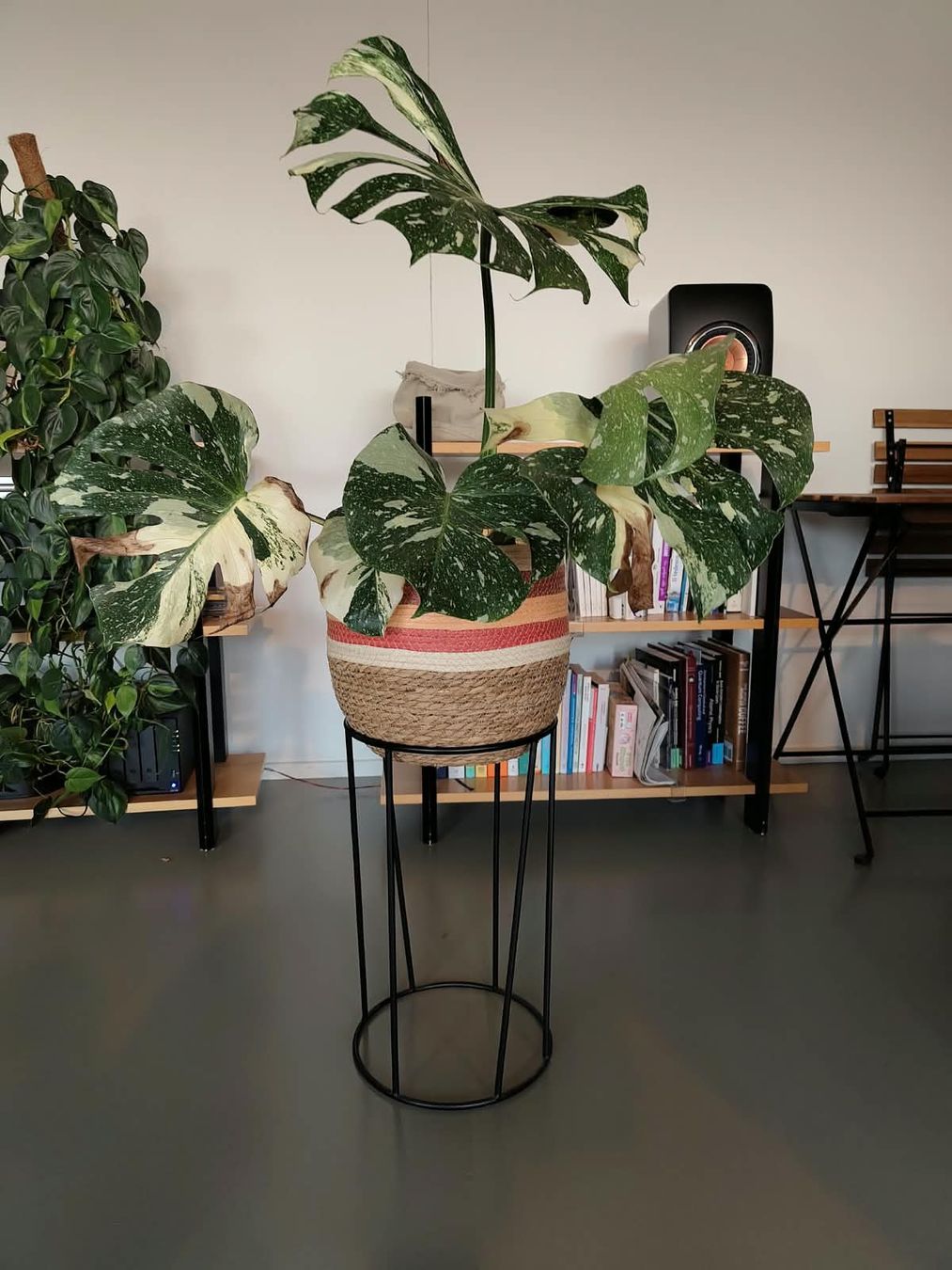 Pflanzen & Samen: Monstera Thai Constellation – Gebraucht aus Zürich von cla_hz6t 2