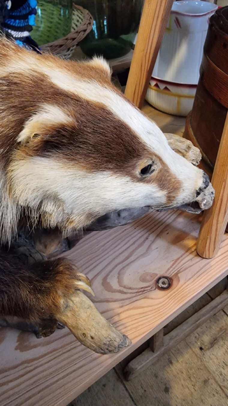 Welt der Tiere: Dachs – Gebraucht aus Sils im Domleschg von platin01 6