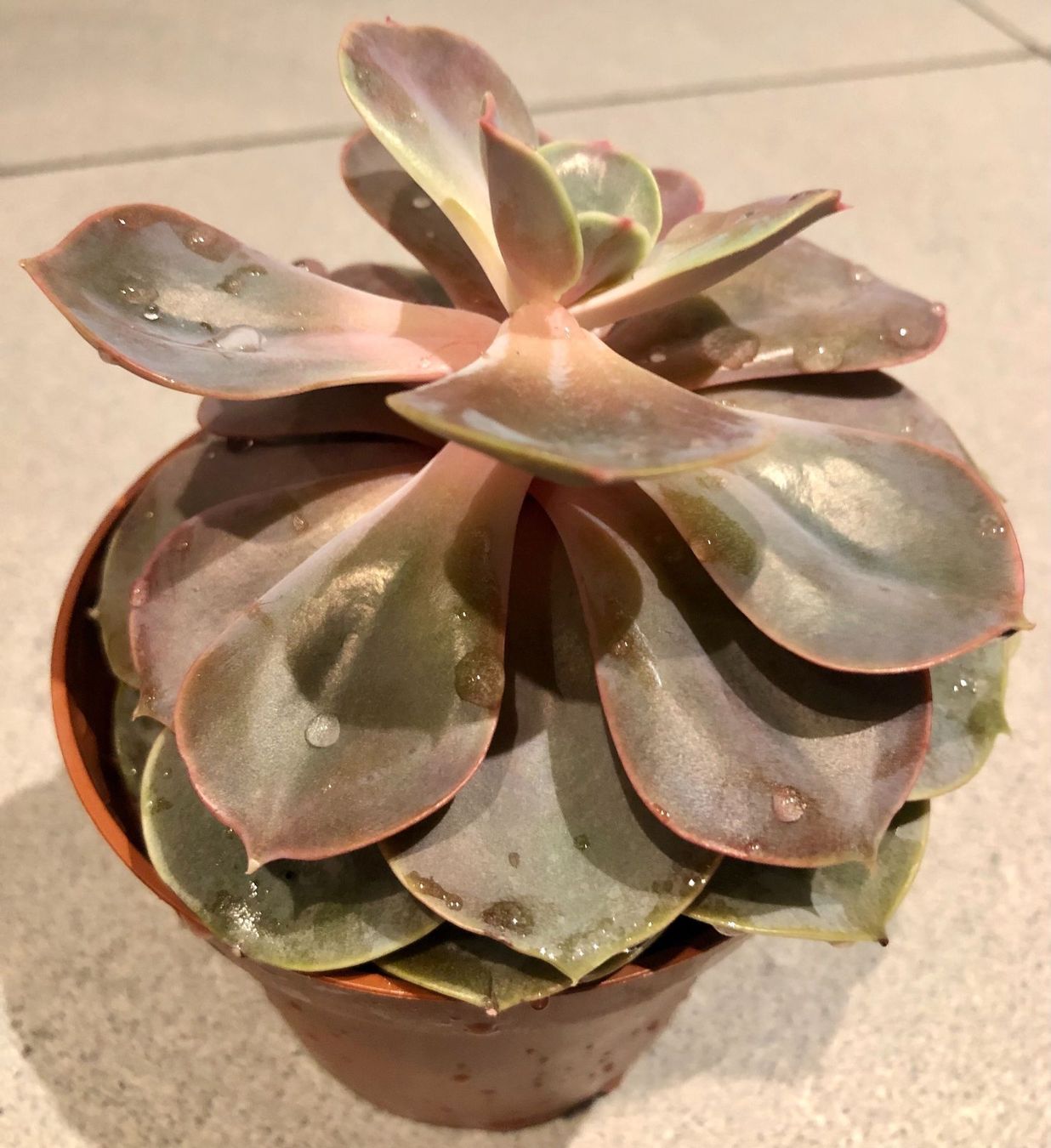Pflanzen & Samen: Sukkulente Echeveria PERLE VON NÜRNBENG – Neu und originalverpackt aus Rovio von POSITIFFARTandPLANTS 5