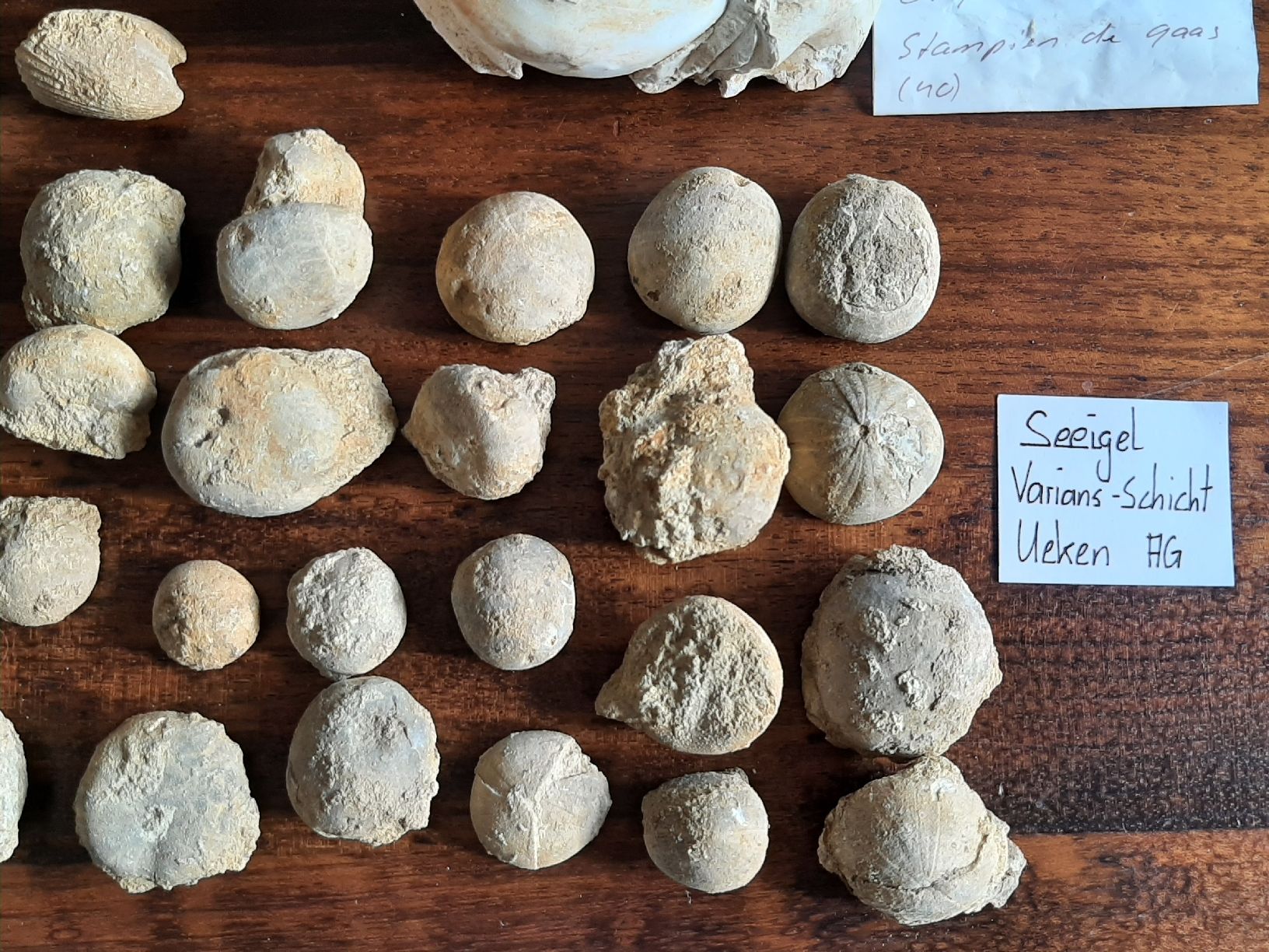 Fossili: Kleine Fossilien Sammlung – Usato da Rickenbach BL venduto da Oktober68 2