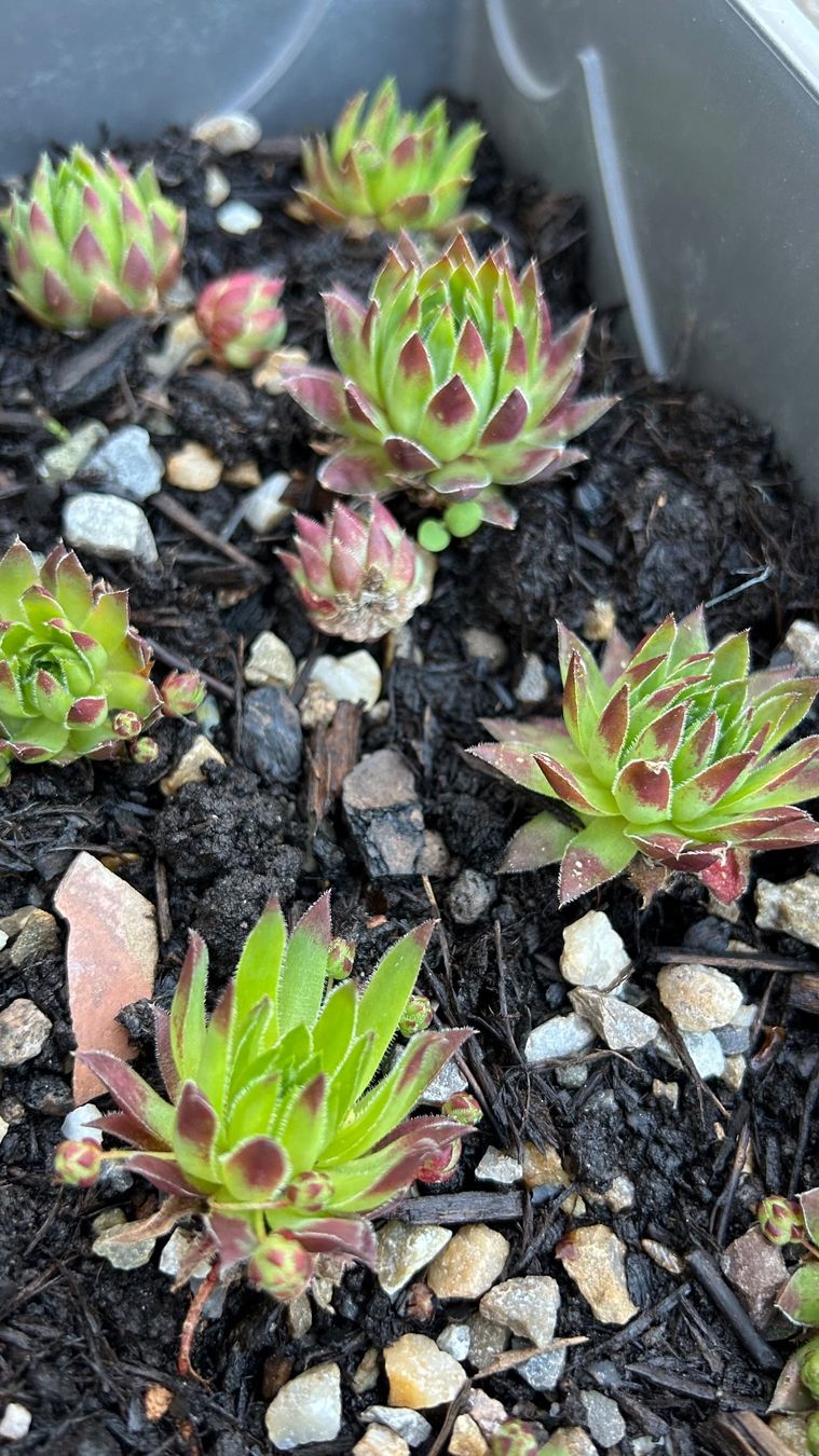 Piante & sementi: Hauswurz / Sempervivum klein – Nuovo (secondo la descrizione) da Escholzmatt venduto da Mpowerone 1