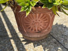 Pflanze Agave inkl. schönem Tontopf und Untersetzer