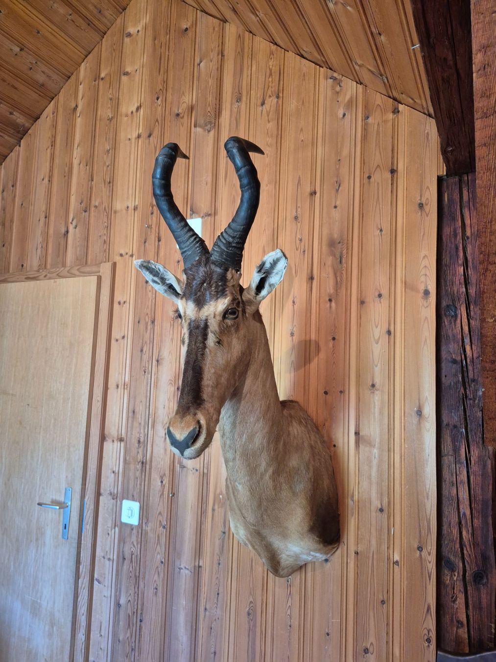 Il mondo degli animali: Trophée de chasse bubale roux / Kuhantilope Jagdtrophäe – Usato da Treyvaux venduto da Kbh2000 1