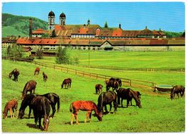 EINSIEDELN weidende Pferde
