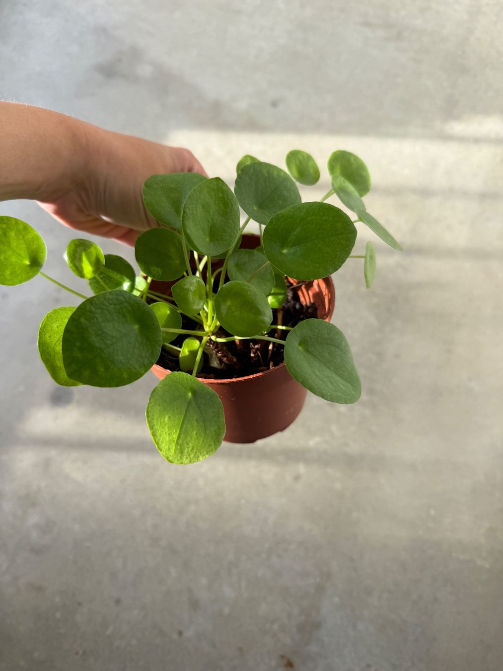 Piante & sementi: Pilea Pflanze – Usato da Bern venduto da Wil.Wayne 2