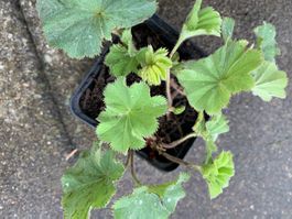 Frauenmantel aus 9 cm Topf Gartenpflanze Bodendecker