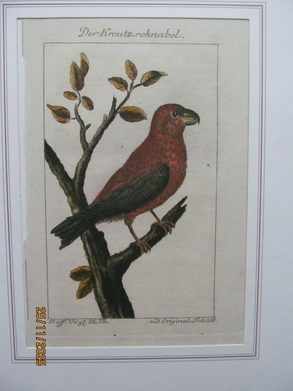 Grafica & Litografie: Diverse Vogelbilder  5 Blätter – Nuovo (secondo la descrizione) da Hergiswil NW venduto da Panda1990 5