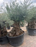 Sehr alter Olivenbaum