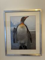 Pinguin Bild im Rahmen, Fotografie!